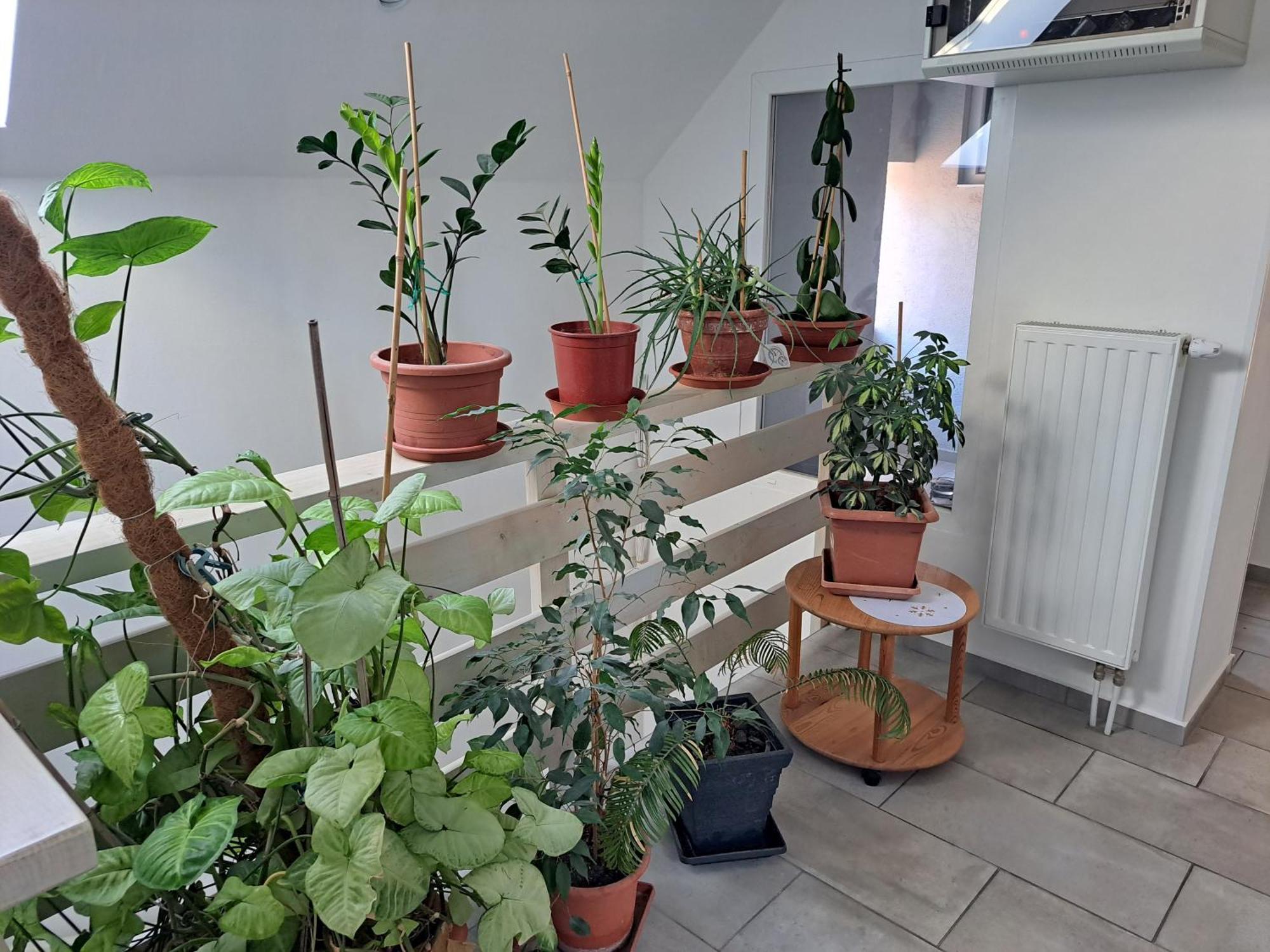 Apartmany Amalia 皮耶什佳尼 外观 照片